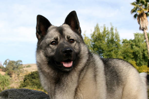 nordic dog breeds
