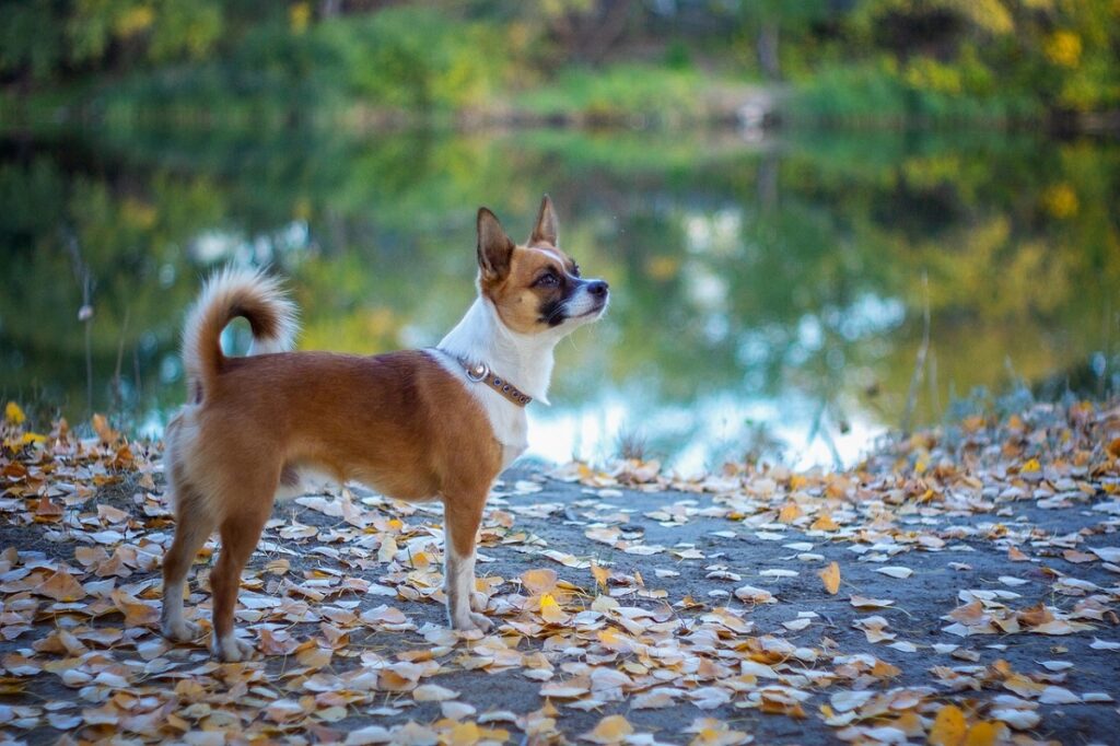 nordic dogs
