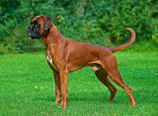 personal protection dog breeds