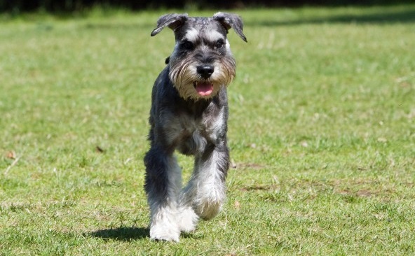 standard schnauzer
