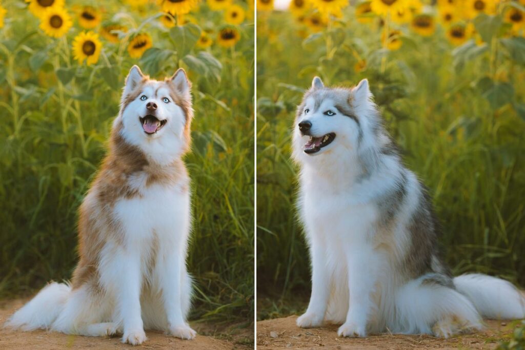 pictures of beautiful dogs