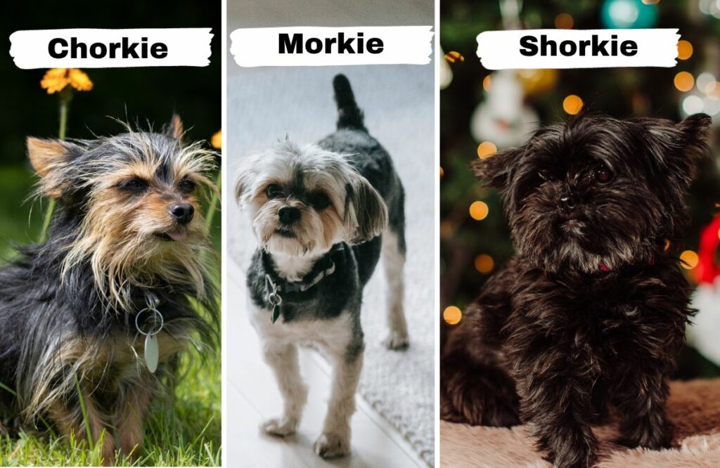 pictures of different yorkie coats
