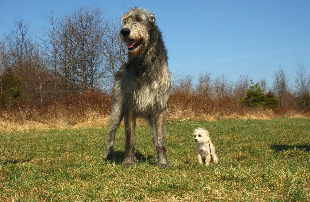 pictures of large breed dogs
