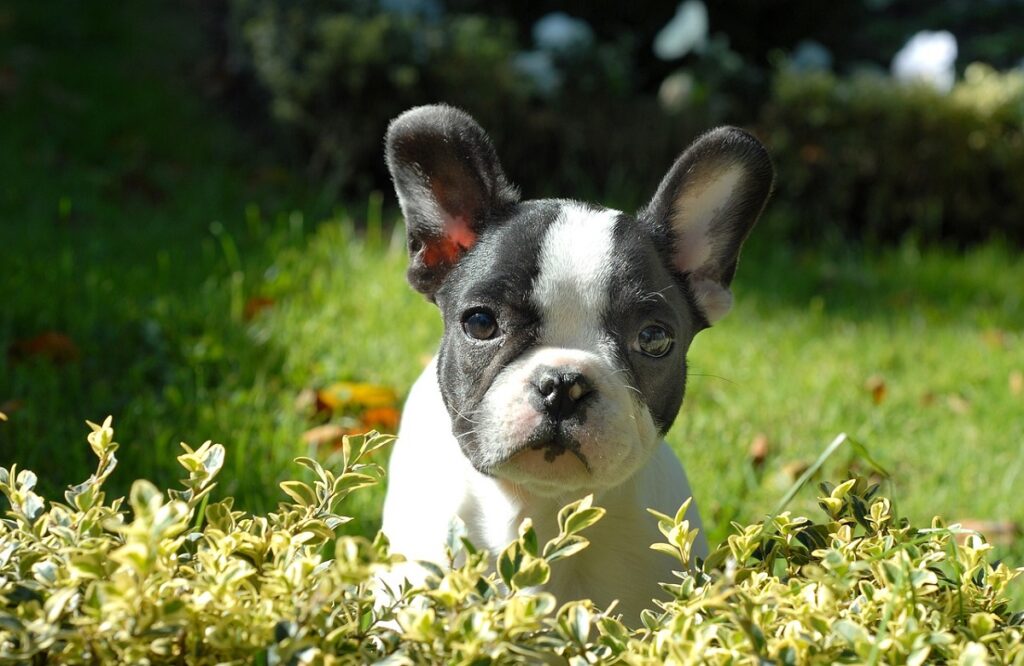 pie face frenchie