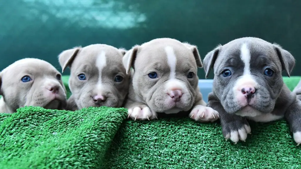 pit bull puppies statistics