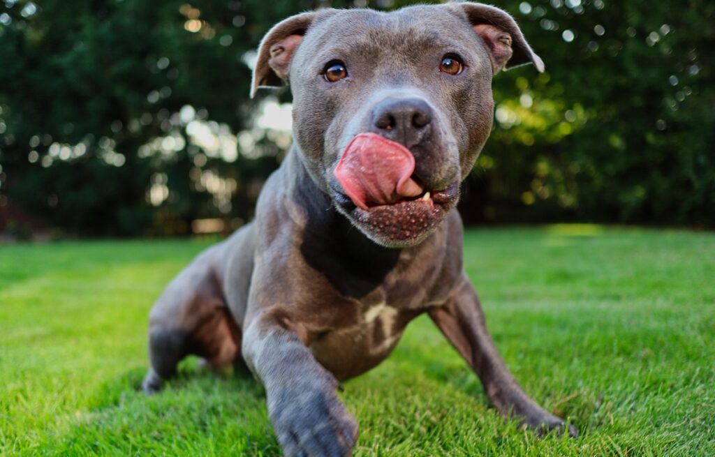 how long do pitbulls live- dog's lifespan