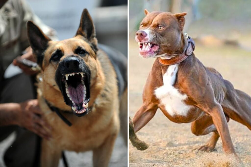 pitbull bite force vs german shepherd