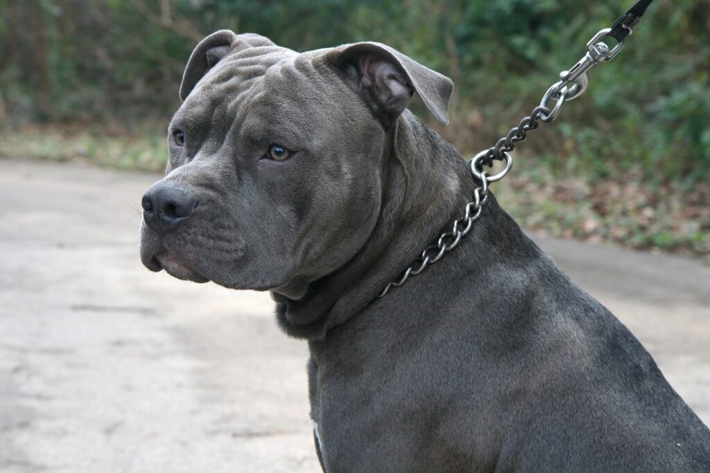 pitbull guard dog
