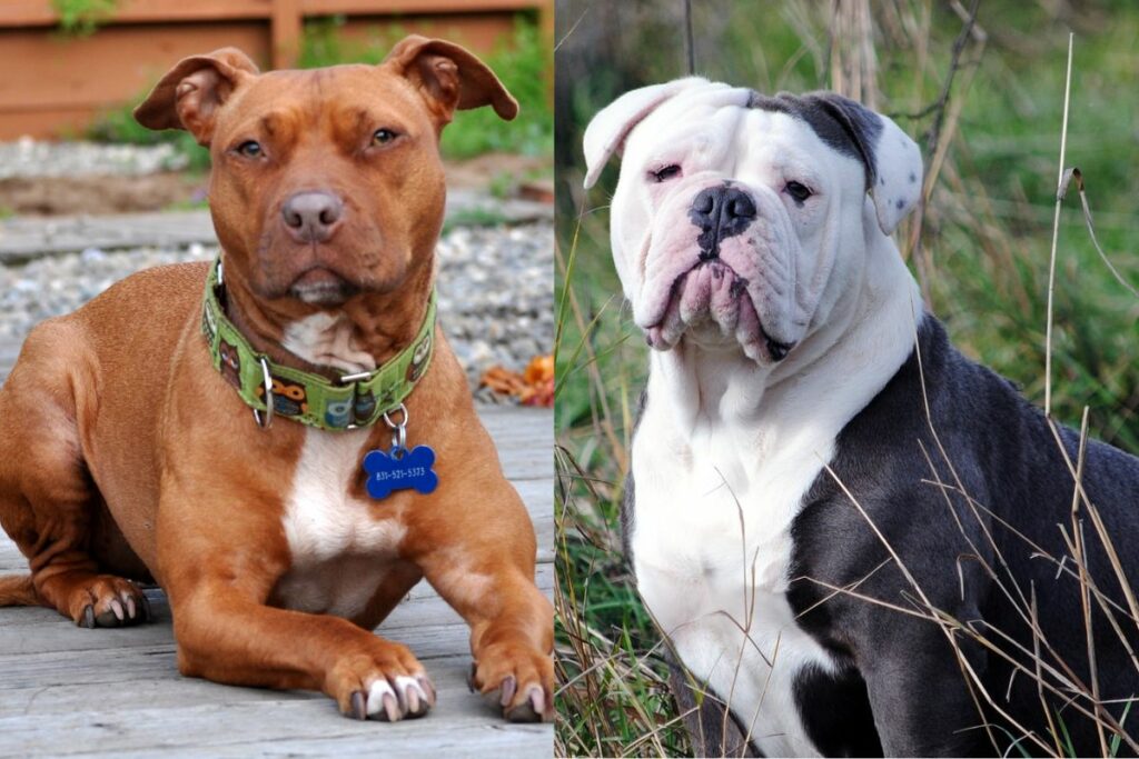 pitbull vs american bulldog