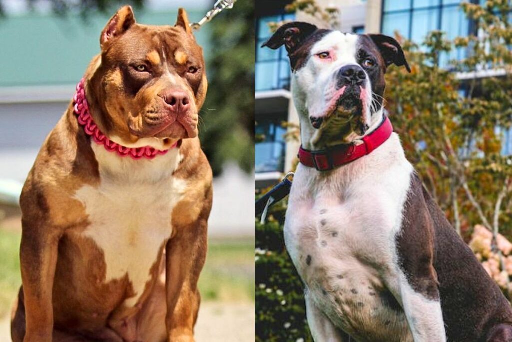 pitbull vs bulldog