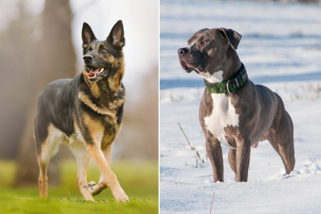 pitbull vs german shepherd