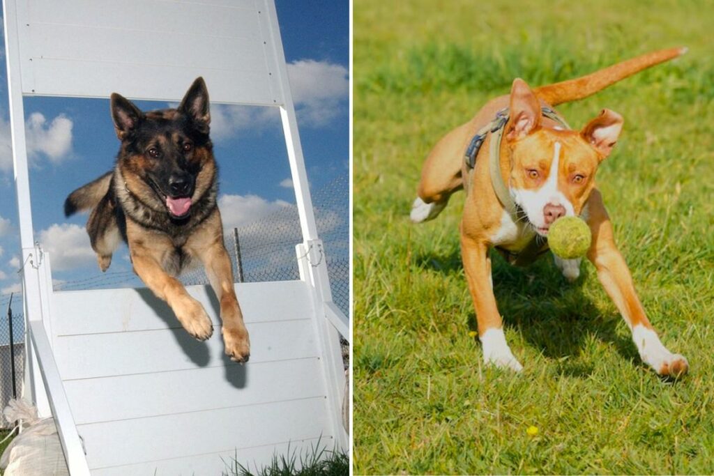 pitbull vs german shepherd who would win