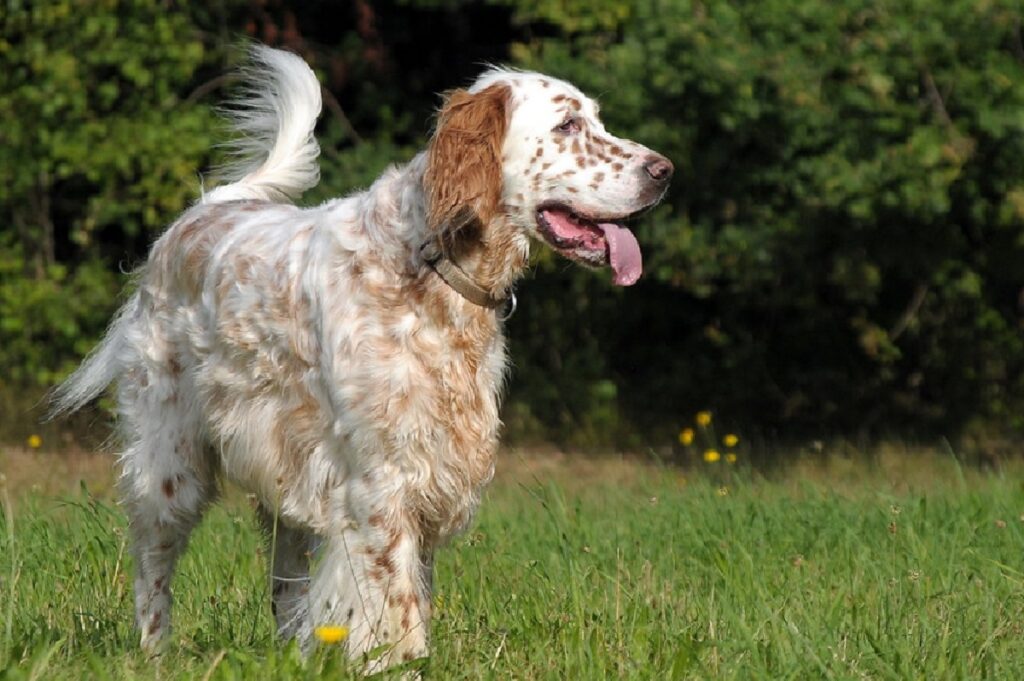 point setter dog