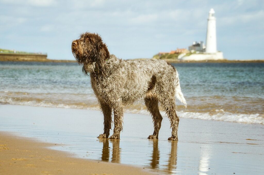 pointer breeds