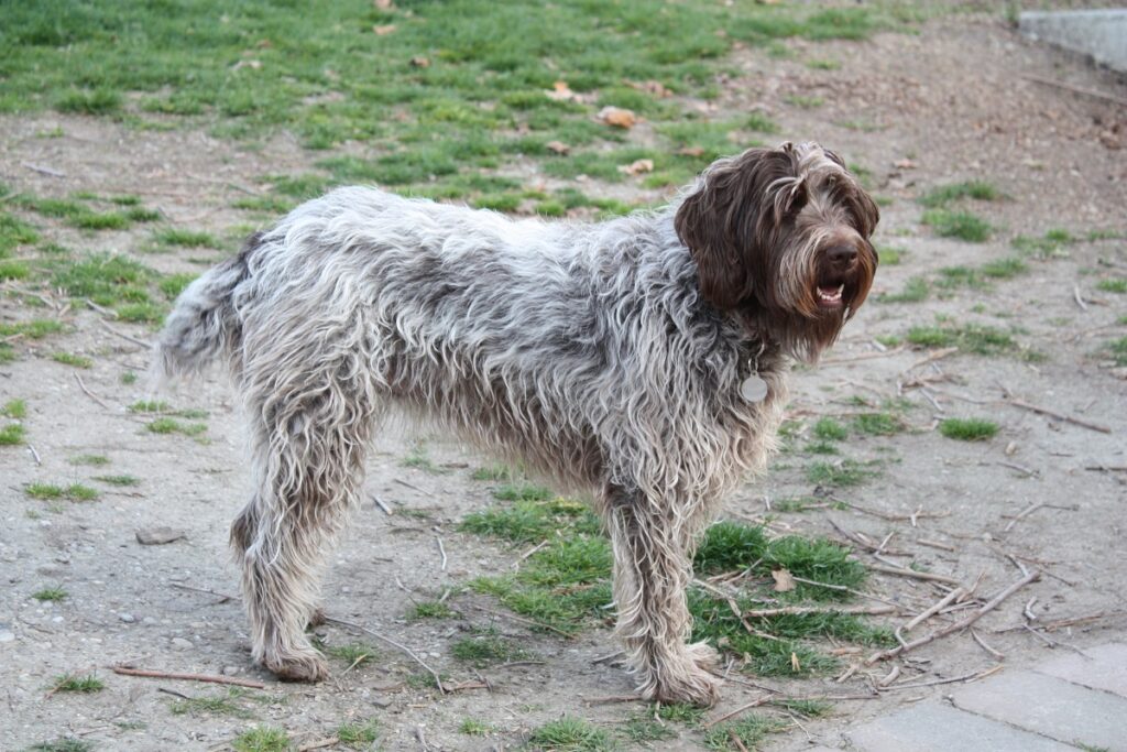 large wire haired dog breeds