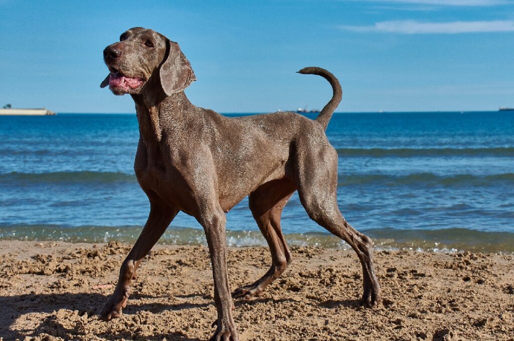 pointer dog breed