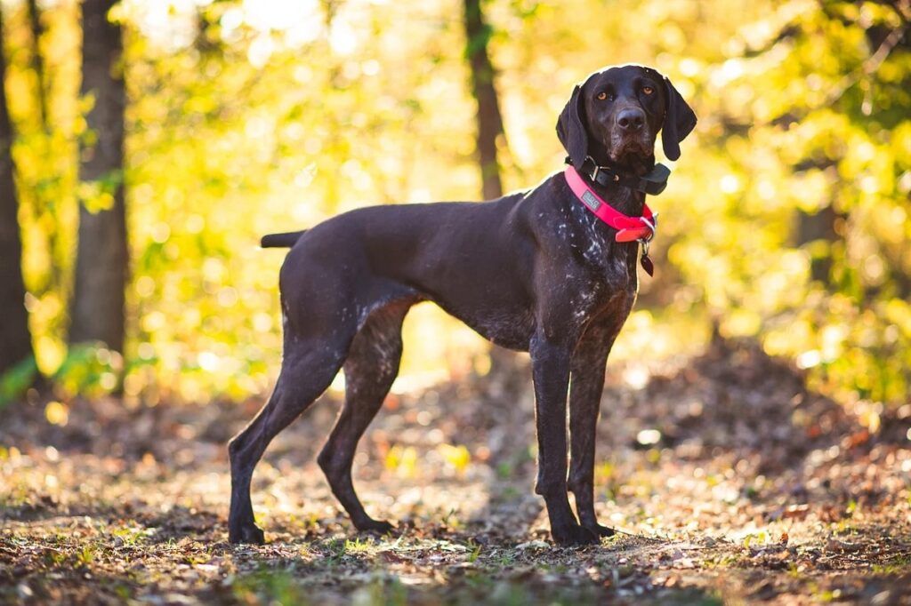 pointer dogs