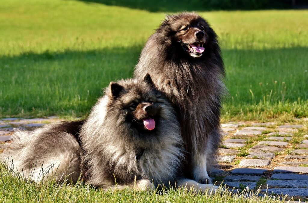 pomeranian like dogs
