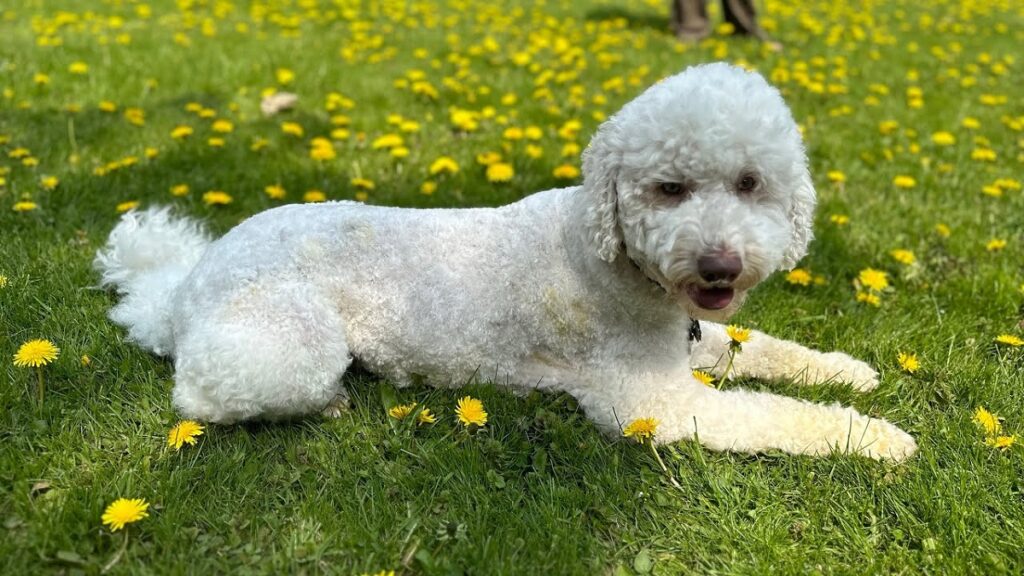 poodle sizes
