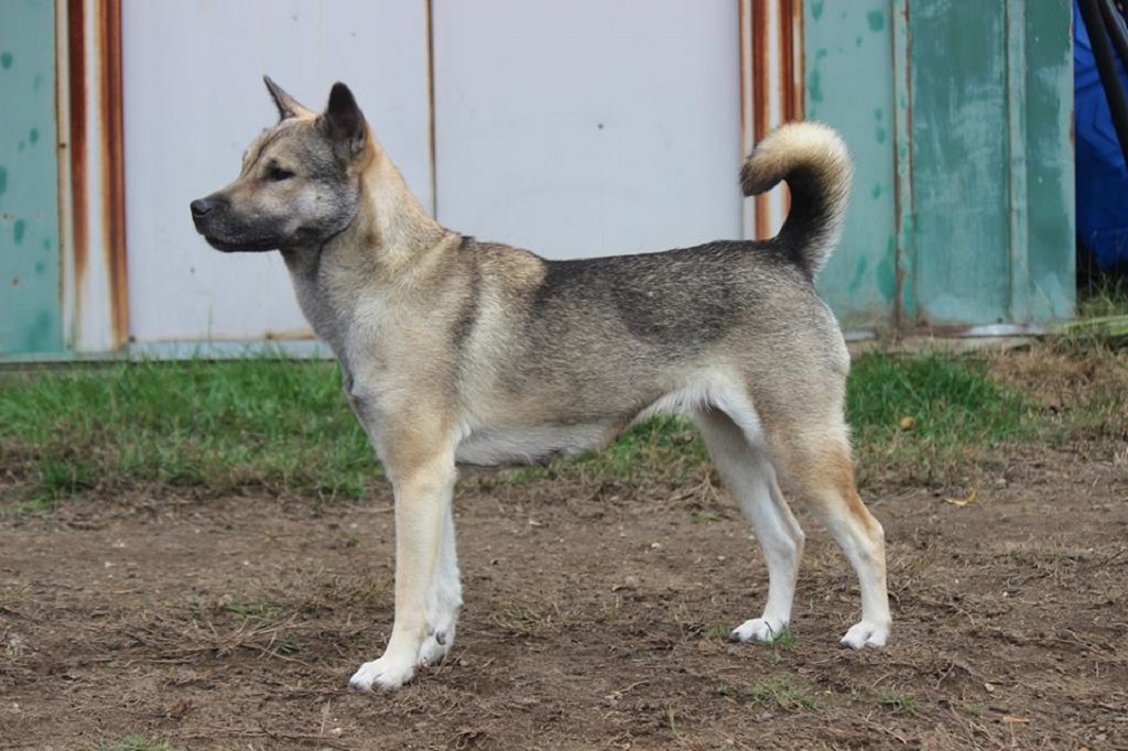 japanese hunting dog
