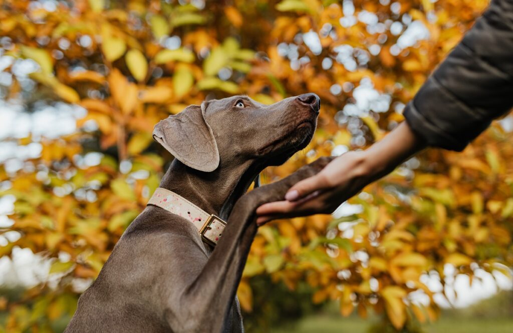 positive reinforcement training