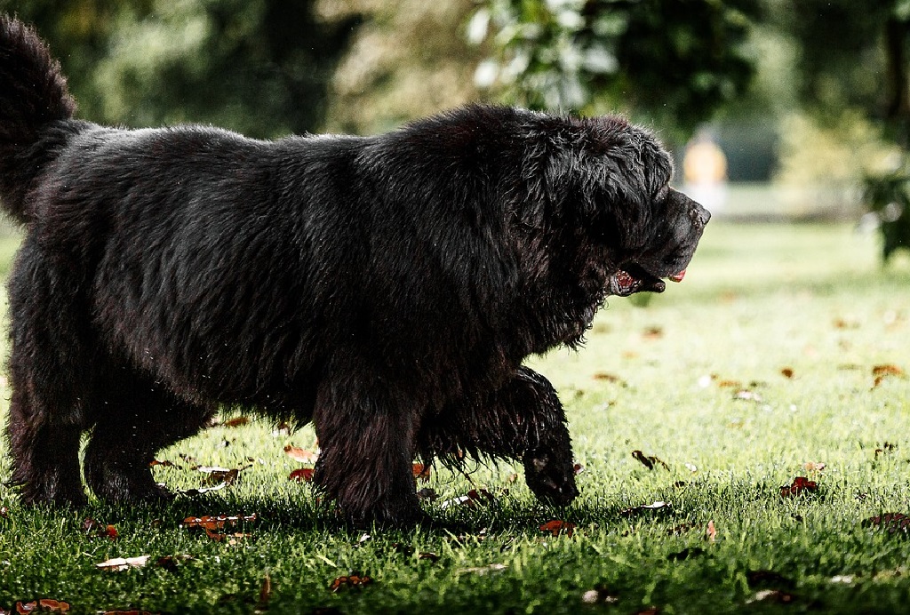 pretty big dogs
