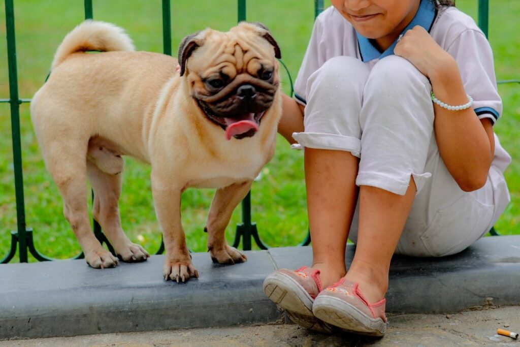 pug or french bulldog personality