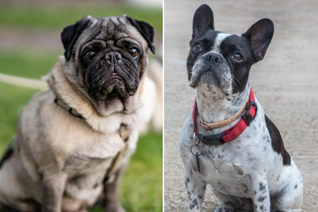 pug vs french bulldog