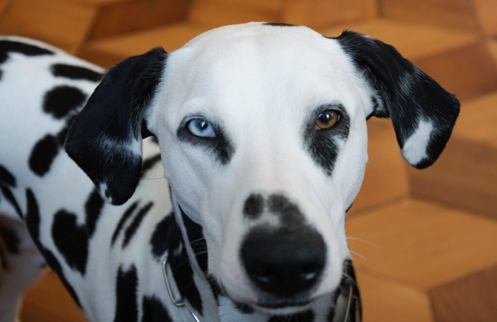 puppy dogs with blue eyes
