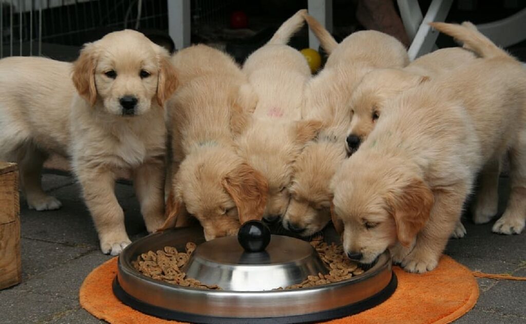 puppy feeding