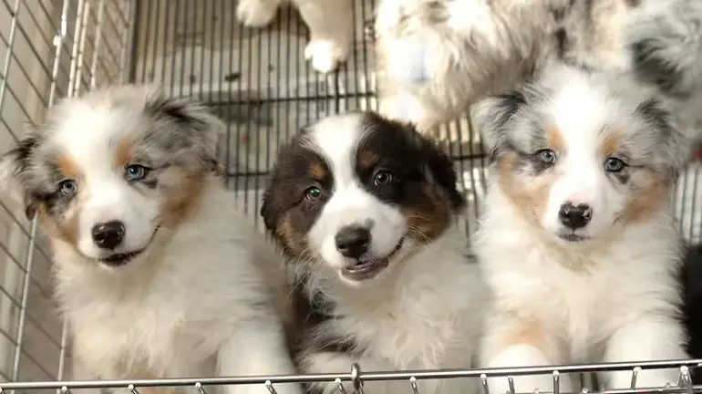 inside a puppy mill
