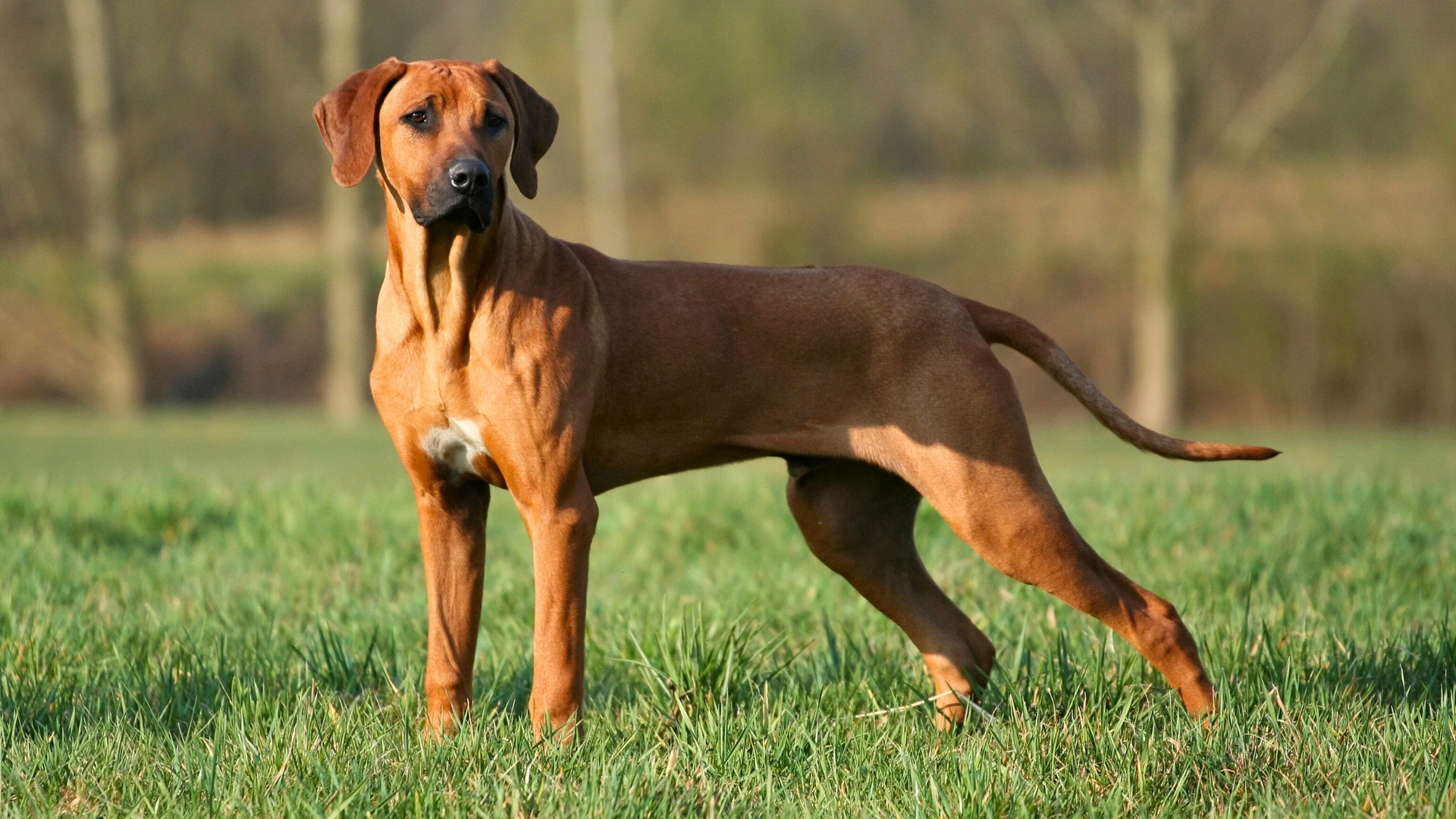 quiet guard dog breeds