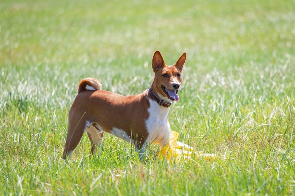 quietest dog breeds
