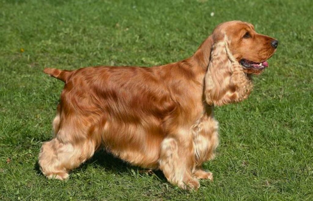 red dog breed
