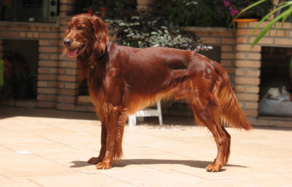 red dog breeds
