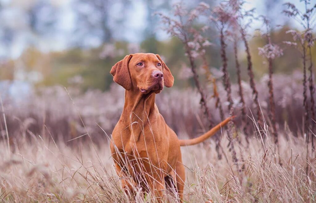 small red dogs
