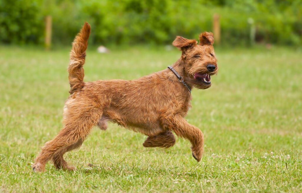 red short haired dog
