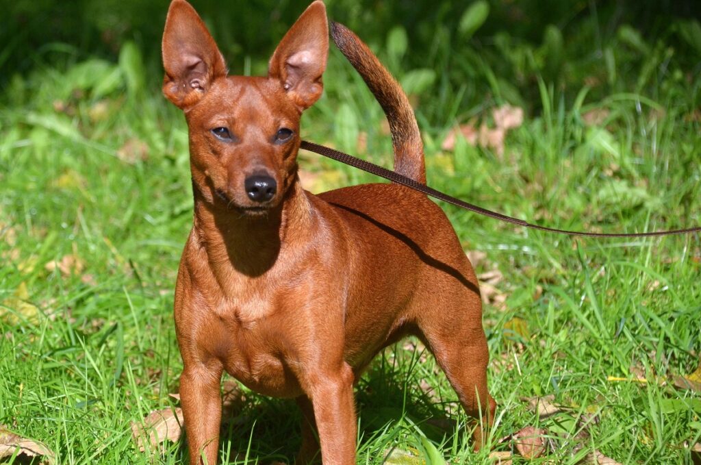 red shepherd dog
