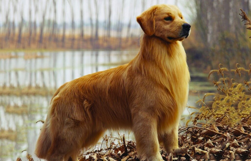 red haired dog breeds
