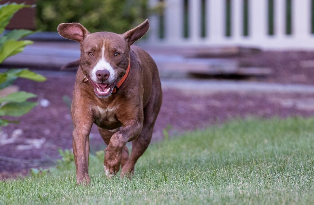 red nose pitbulls names
