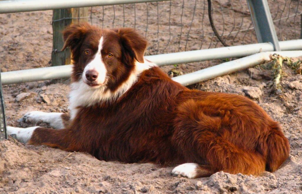 dogs with red hair
