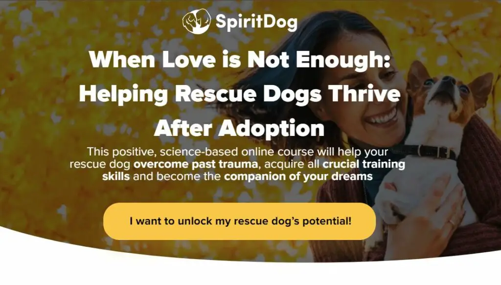 spiritdog training reviews
