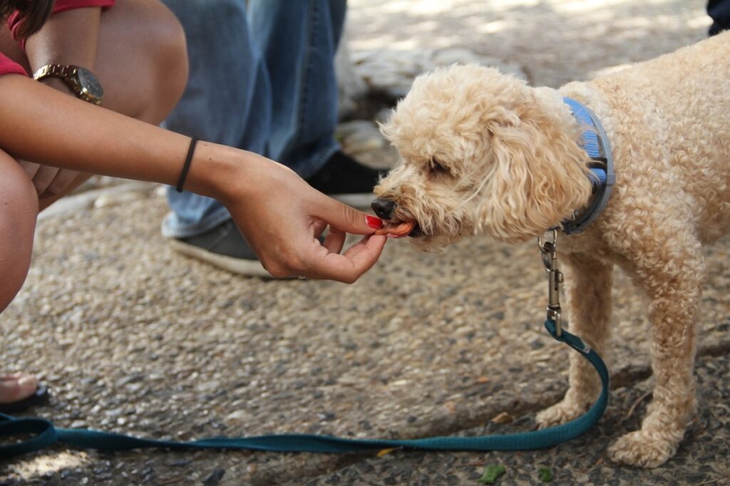 behavior training for dogs