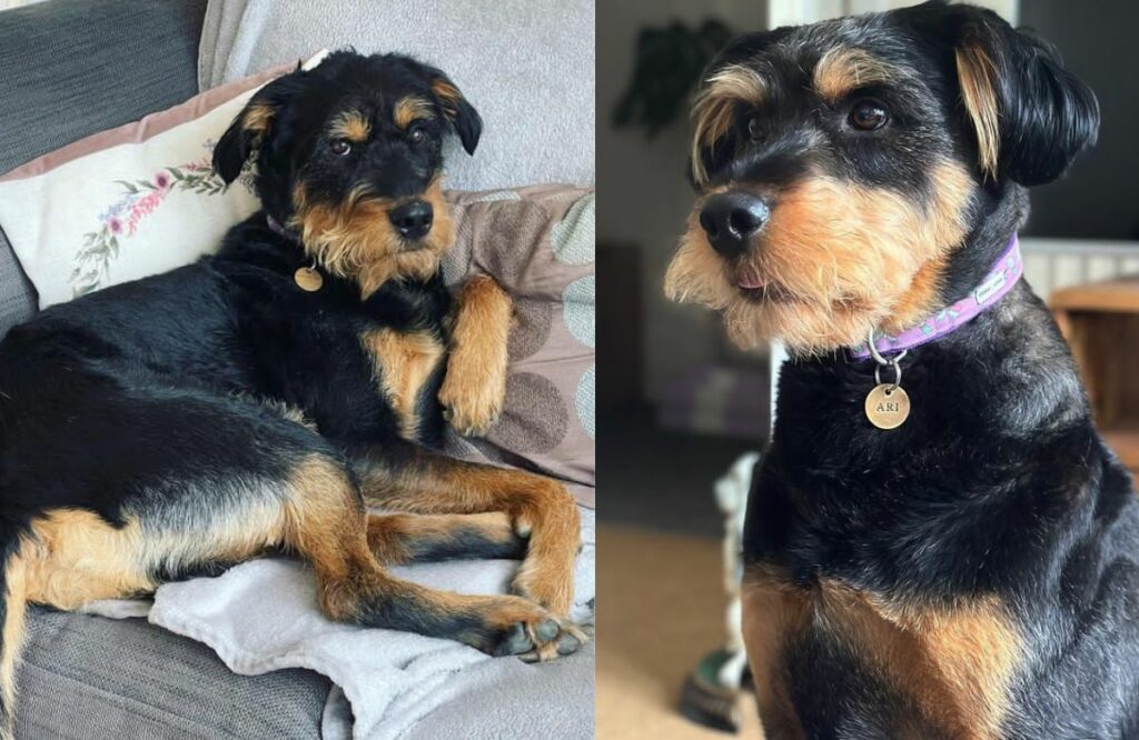 Rottweiler and Poodle mix  dog  breed