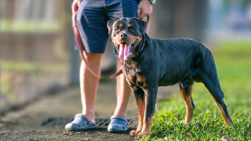  Personal protection dogs