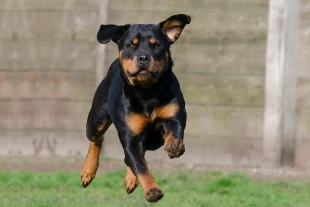 rottweiler and doberman puppies
