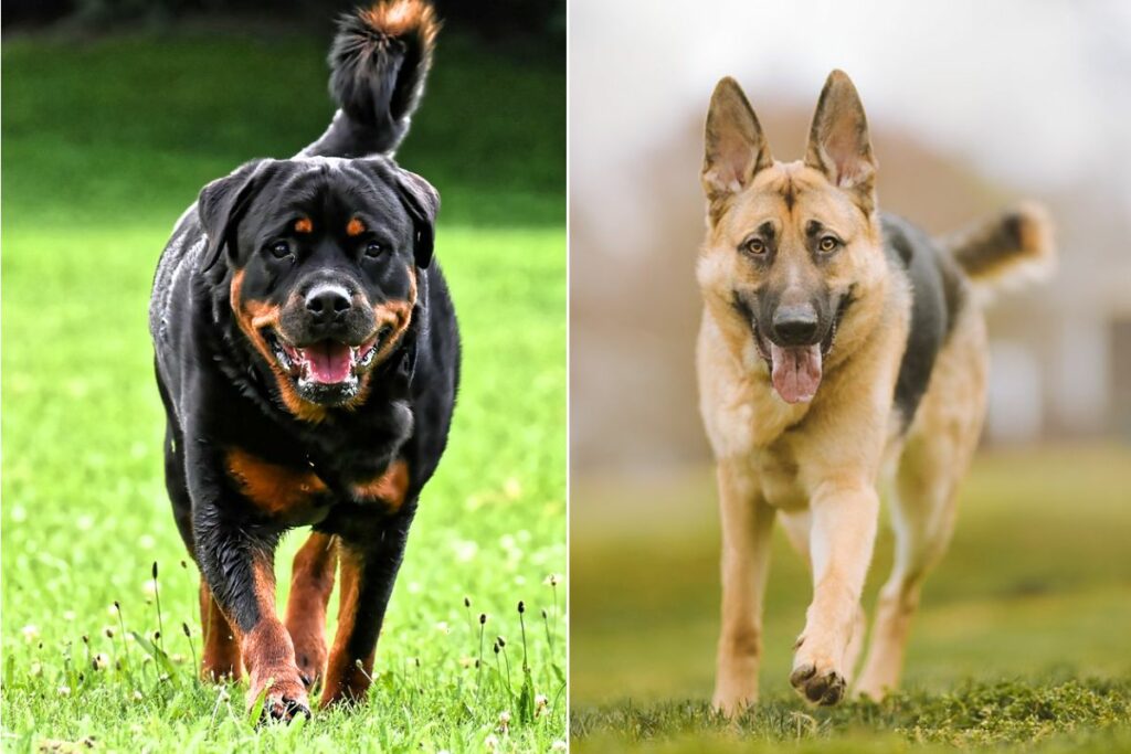 rottweiler and german shepherd
