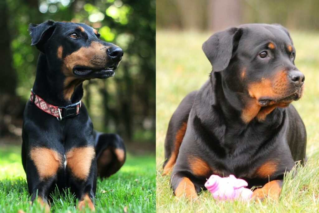 rottweiler doberman