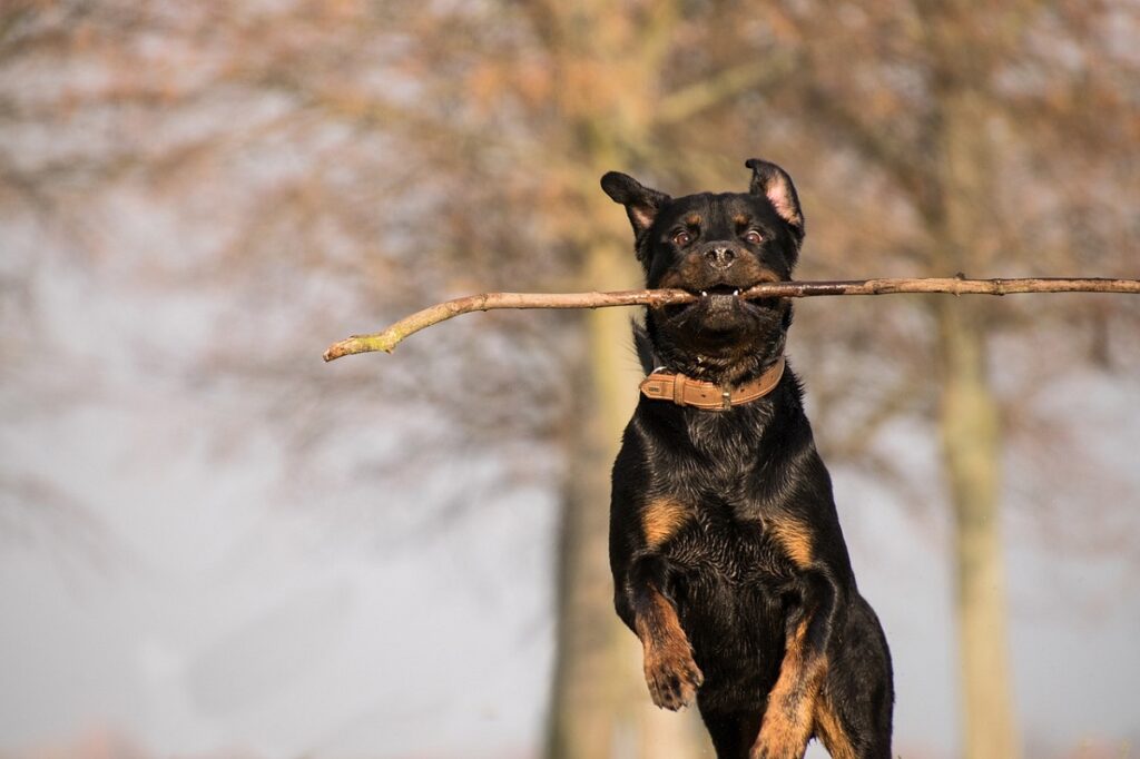 rottweiler easy to train
