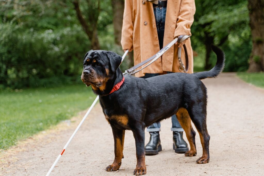 rottweiler height